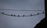 Mehlschwalben auf Leitung (Medium).JPG